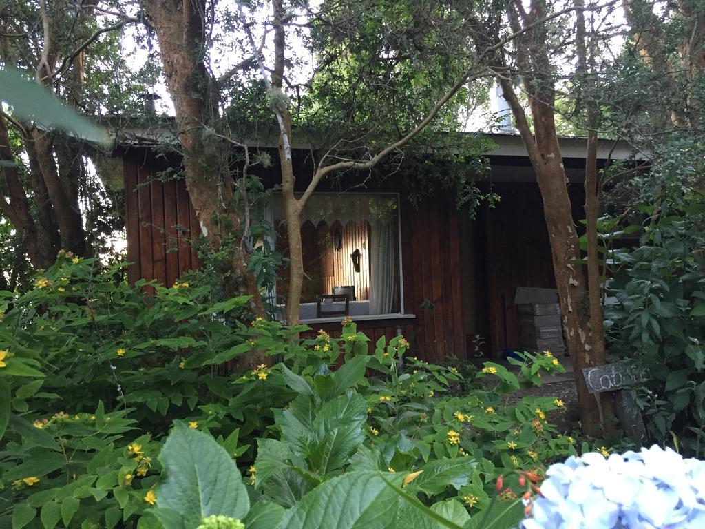 Cabanas El Bosque Patagonico フルティジャール エクステリア 写真